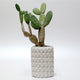 White Small Ceramic Skull Pot