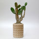 Tan Small Ceramic Skull Pot