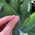 products/DivineHeartRing3.jpg