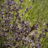 products/lavender_1512x_5eea8fdc-aad4-4fd8-bfa6-f5bd4cb196a6.jpg